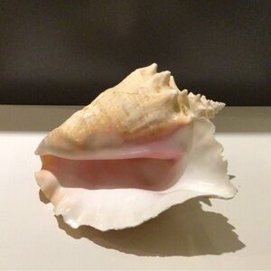 LARGE CONCH SHELL